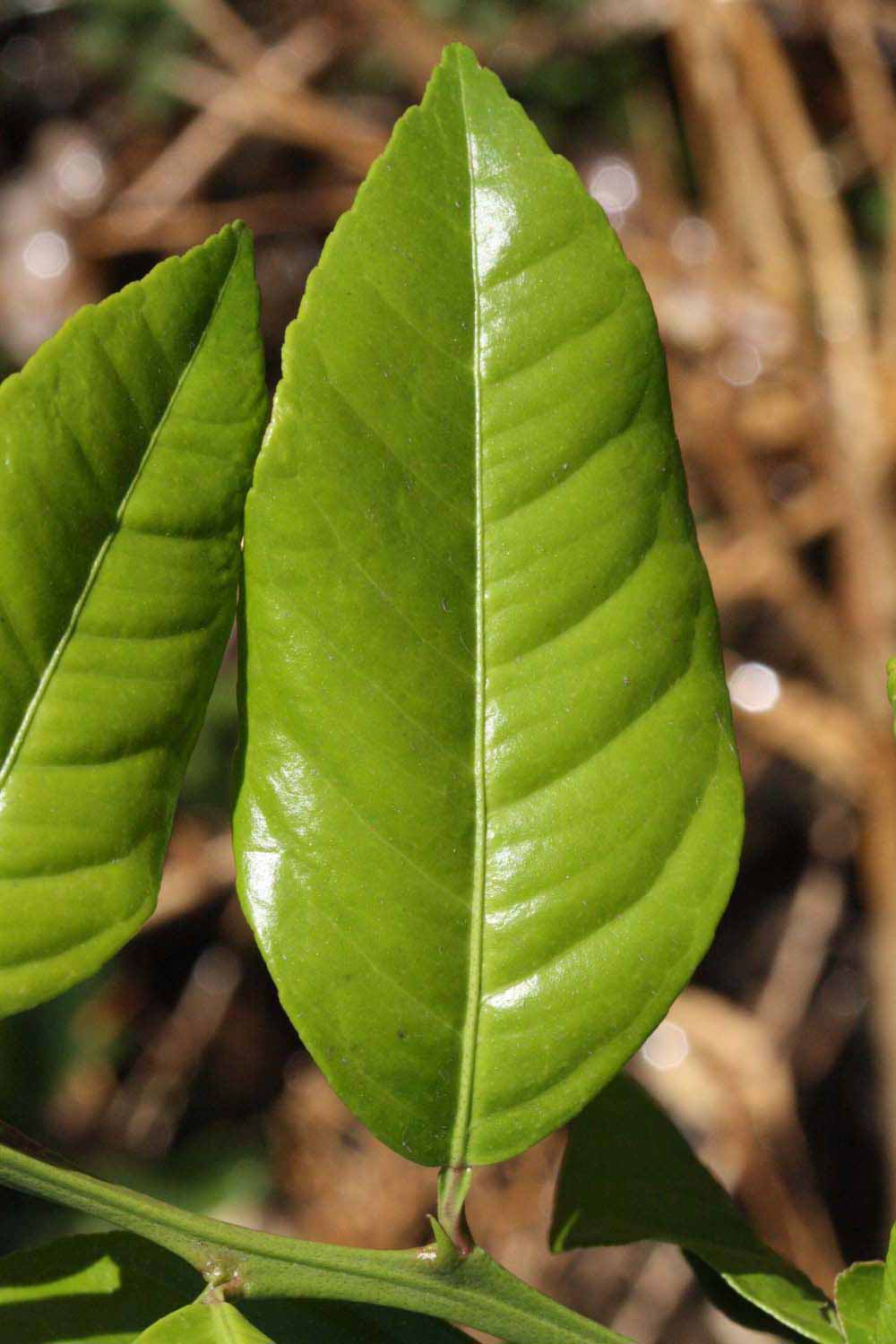              Unifoliolate leaf of  Citrus  x  aurantiifolia             (New Zealand Lemonade, Riverside,   CA)       